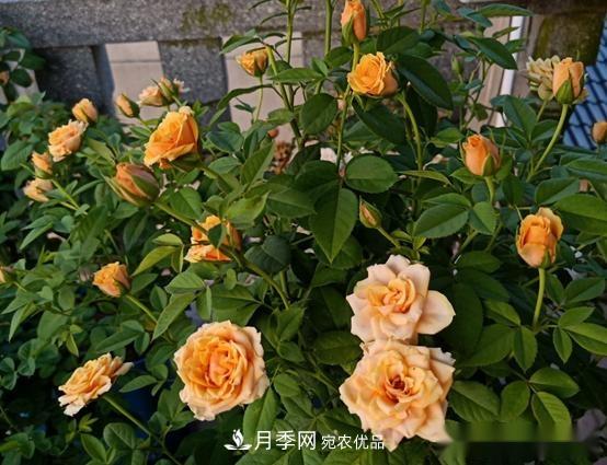 月季達人分享2個養(yǎng)護小技巧，新人入月季坑輕松學(圖3)