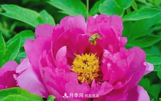 假花開始橫行，擦亮眼睛，秋天這3種***容易造假(圖2)