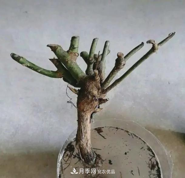 假花開始橫行，擦亮眼睛，秋天這3種***容易造假(圖6)