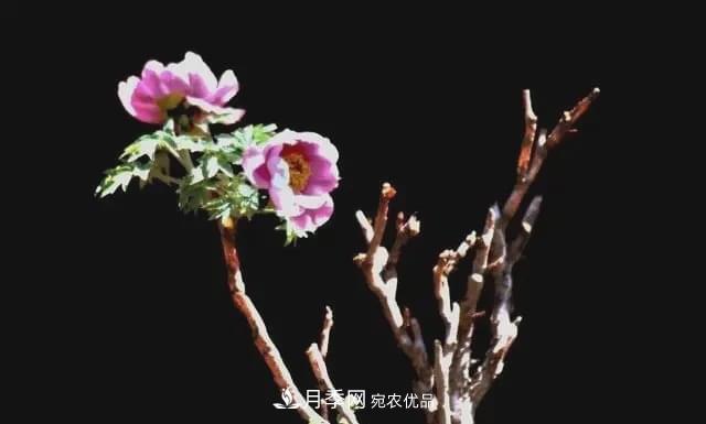 假花開始橫行，擦亮眼睛，秋天這3種***容易造假(圖3)