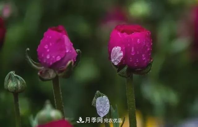 假花開始橫行，擦亮眼睛，秋天這3種***容易造假(圖1)
