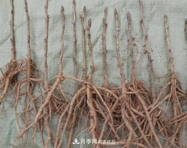 假花開始橫行，擦亮眼睛，秋天這3種***容易造假(圖4)