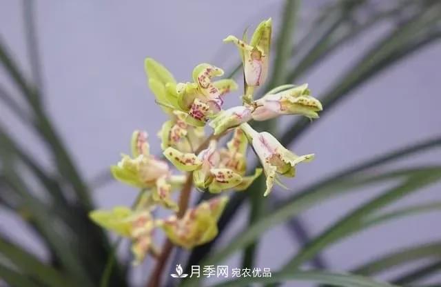 假花開始橫行，擦亮眼睛，秋天這3種***容易造假(圖7)