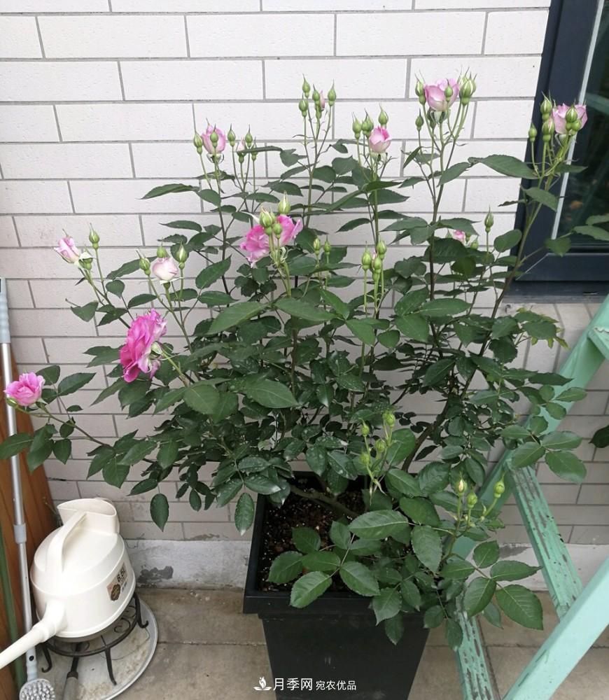 到了8月，養(yǎng)月季做對“3件事”，又能“滿血復活”花開爆盆(圖5)