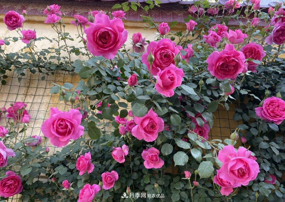 到了8月，養(yǎng)月季做對“3件事”，又能“滿血復活”花開爆盆(圖7)