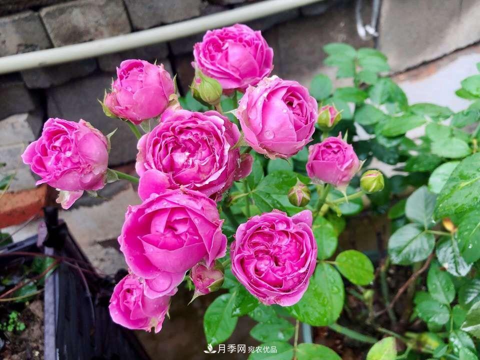 到了8月，養(yǎng)月季做對“3件事”，又能“滿血復活”花開爆盆(圖6)