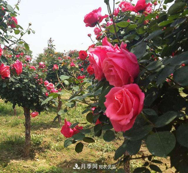 南陽樹狀月季***新批發(fā)價格！風靡高端市場的月季樹好在呢？(圖1)
