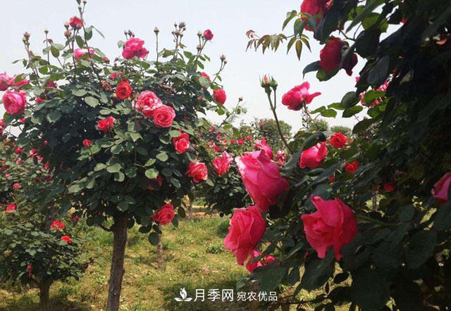 南陽樹狀月季***新批發(fā)價格！風靡高端市場的月季樹好在呢？(圖2)