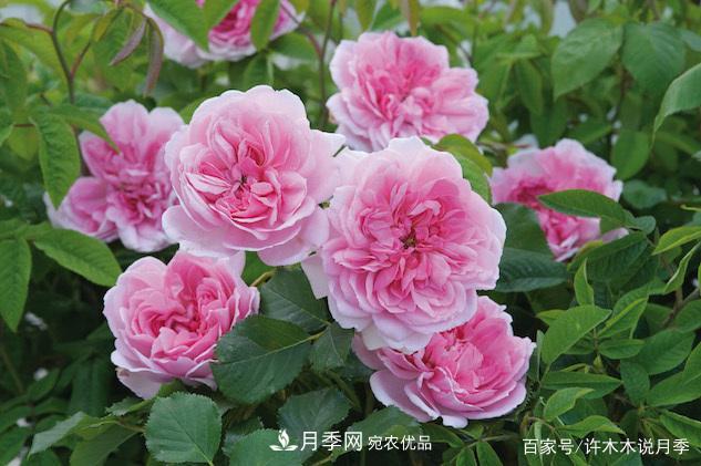 光照只有2~3小時能養(yǎng)月季嗎？這些訣竅教你在半陰處也能養(yǎng)好月季(圖1)