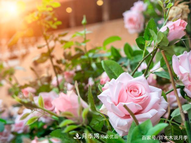 光照只有2~3小時能養(yǎng)月季嗎？這些訣竅教你在半陰處也能養(yǎng)好月季(圖2)