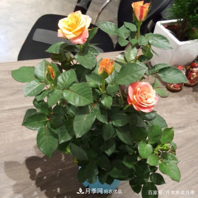 光照只有2~3小時能養(yǎng)月季嗎？這些訣竅教你在半陰處也能養(yǎng)好月季(圖4)