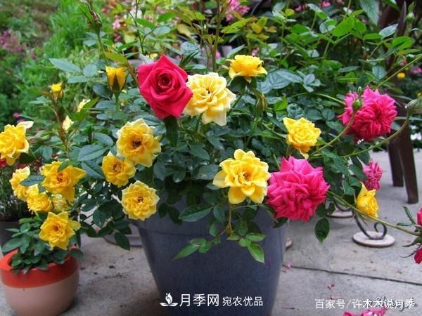 光照只有2~3小時能養(yǎng)月季嗎？這些訣竅教你在半陰處也能養(yǎng)好月季(圖6)