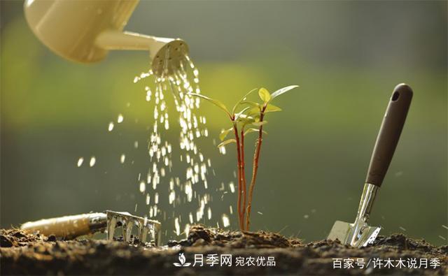 光照只有2~3小時能養(yǎng)月季嗎？這些訣竅教你在半陰處也能養(yǎng)好月季(圖7)