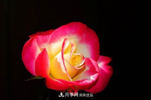 月季太美，哪一種月季的芳香，能讓你的嗅覺感到幸福？(圖7)