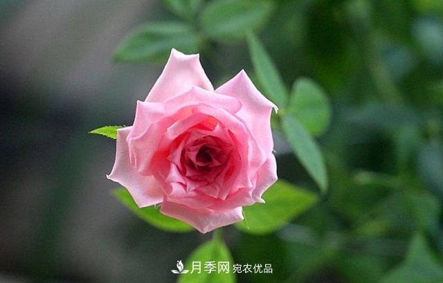 月季太美，哪一種月季的芳香，能讓你的嗅覺感到幸福？(圖6)