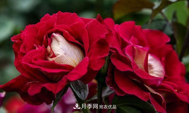 月季太美，哪一種月季的芳香，能讓你的嗅覺感到幸福？(圖5)