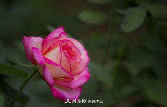 月季太美，哪一種月季的芳香，能讓你的嗅覺感到幸福？(圖1)