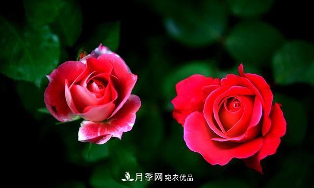 月季太美，哪一種月季的芳香，能讓你的嗅覺感到幸福？(圖2)