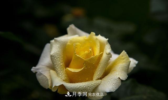 月季太美，哪一種月季的芳香，能讓你的嗅覺感到幸福？(圖3)