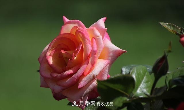 月季太美，哪一種月季的芳香，能讓你的嗅覺感到幸福？(圖4)