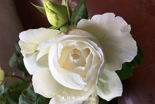 月季太美，哪一種月季的芳香，能讓你的嗅覺感到幸福？(圖8)