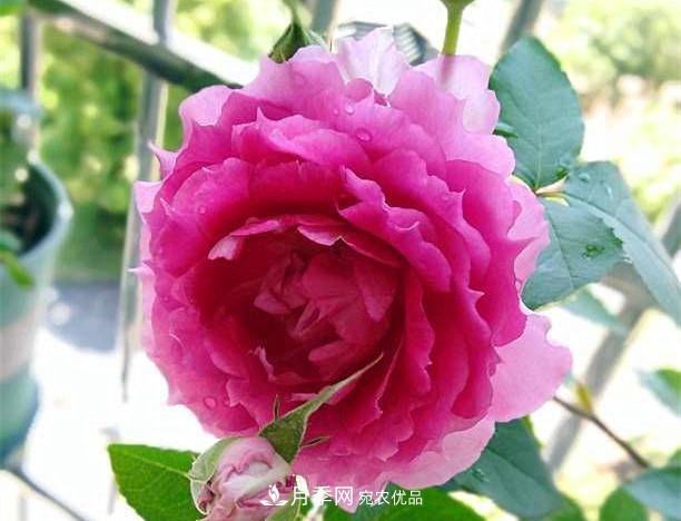 月季太美，哪一種月季的芳香，能讓你的嗅覺感到幸福？(圖9)