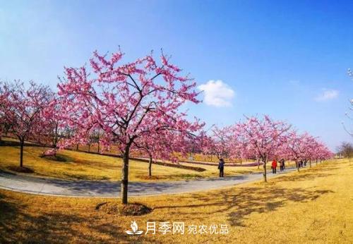 園林綠化常用觀花喬木，花開五彩、絢麗奪目，每種都很有特色(圖1)