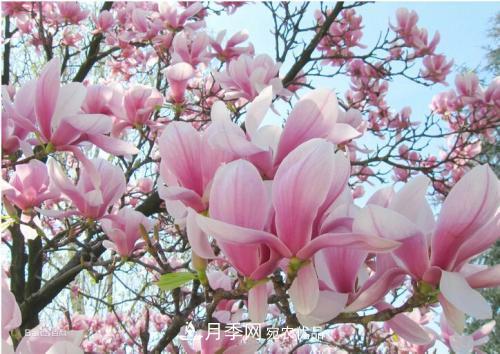 園林綠化常用觀花喬木，花開五彩、絢麗奪目，每種都很有特色(圖4)