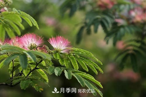 園林綠化常用觀花喬木，花開五彩、絢麗奪目，每種都很有特色(圖3)