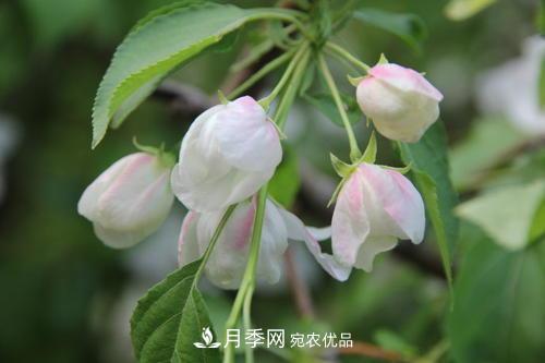 園林綠化常用觀花喬木，花開五彩、絢麗奪目，每種都很有特色(圖2)