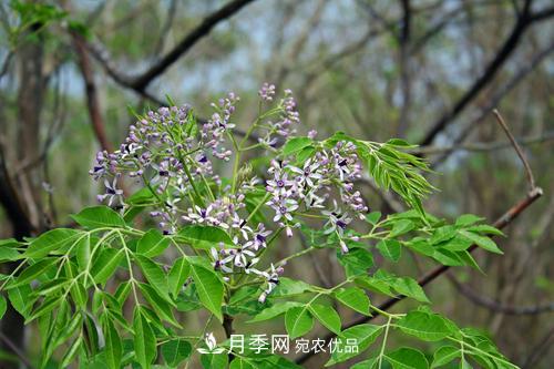 園林綠化常用觀花喬木，花開五彩、絢麗奪目，每種都很有特色(圖6)