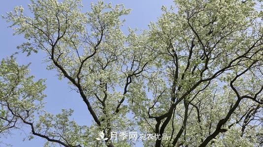 園林綠化常用觀花喬木，花開五彩、絢麗奪目，每種都很有特色(圖7)