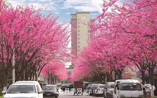 園林綠化常用觀花喬木，花開五彩、絢麗奪目，每種都很有特色(圖8)