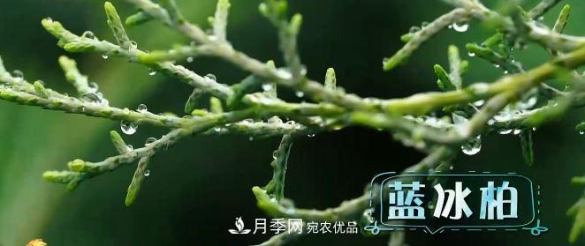 河南商丘男子種苗木，半年營業(yè)額達3000萬(圖5)
