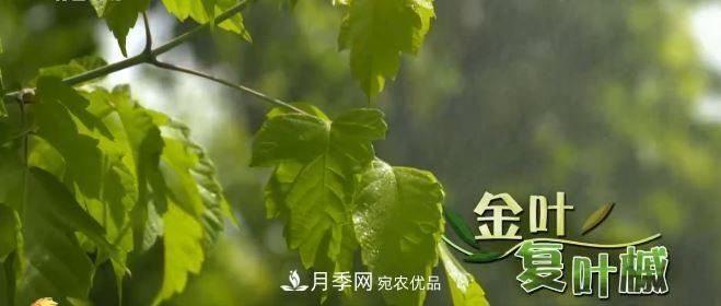 河南商丘男子種苗木，半年營業(yè)額達3000萬(圖6)