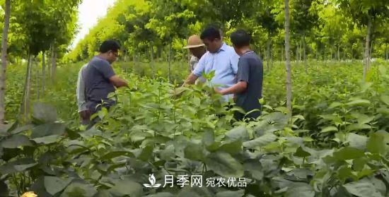 河南商丘男子種苗木，半年營業(yè)額達3000萬(圖1)