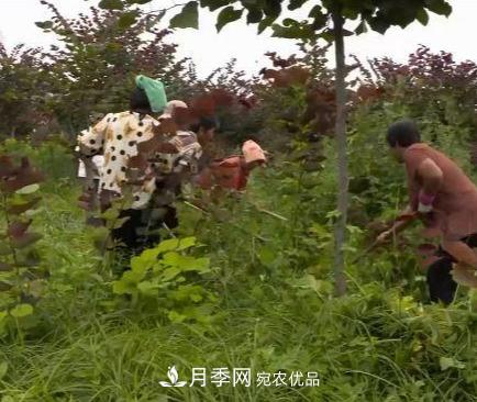 河南商丘男子種苗木，半年營業(yè)額達3000萬(圖9)