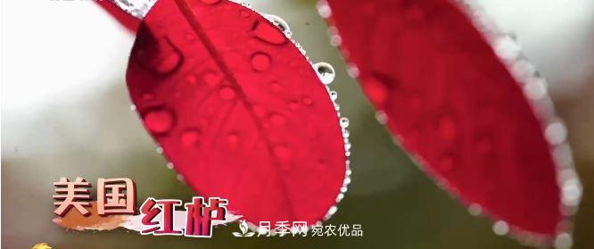 河南商丘男子種苗木，半年營業(yè)額達3000萬(圖7)