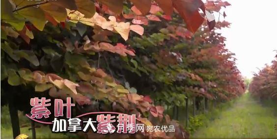 河南商丘男子種苗木，半年營業(yè)額達3000萬(圖8)