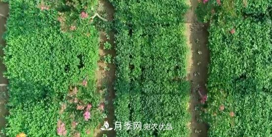 河南商丘男子種苗木，半年營業(yè)額達3000萬(圖10)