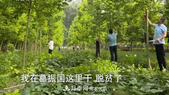 河南商丘男子種苗木，半年營業(yè)額達3000萬(圖15)