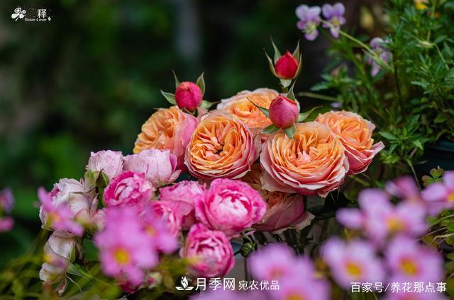 中國(guó)99%的月季都是盜版，到底我們?cè)摬辉撡I正版月季(圖1)