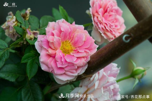 中國(guó)99%的月季都是盜版，到底我們?cè)摬辉撡I正版月季(圖3)