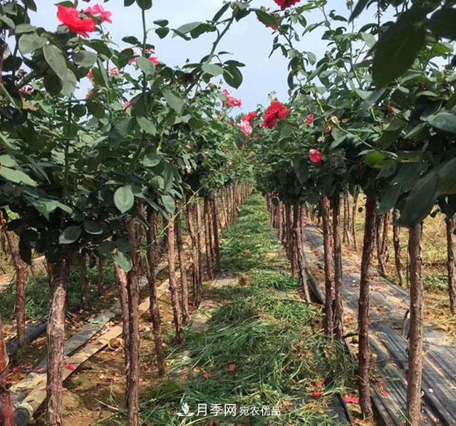 安徽樹(shù)狀月季的價(jià)格？樹(shù)狀月季各規(guī)格多少錢(qián)一棵？(圖1)
