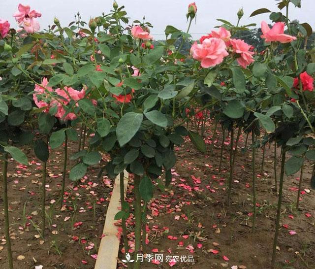 安徽樹(shù)狀月季的價(jià)格？樹(shù)狀月季各規(guī)格多少錢(qián)一棵？(圖3)