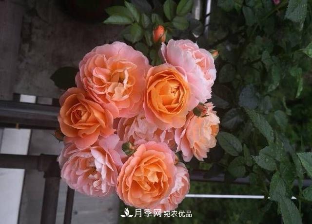 養(yǎng)月季就養(yǎng)一盆它，優(yōu)秀又勤花，好養(yǎng)不打藥，天天能看花(圖4)