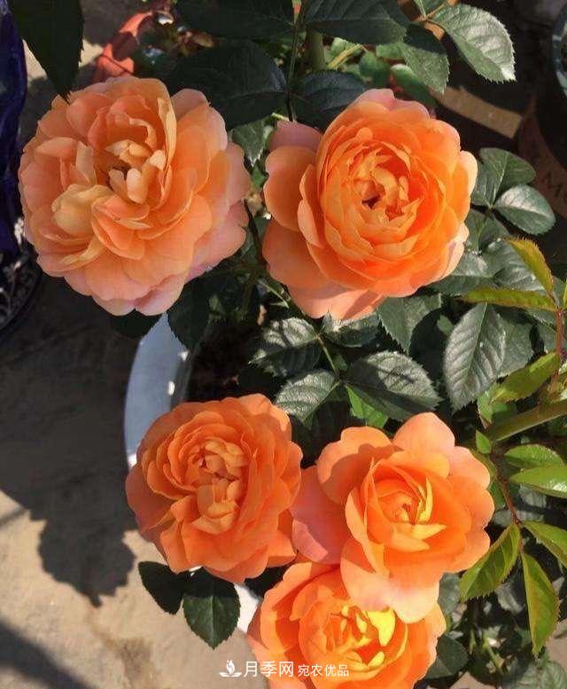 養(yǎng)月季就養(yǎng)一盆它，優(yōu)秀又勤花，好養(yǎng)不打藥，天天能看花(圖6)