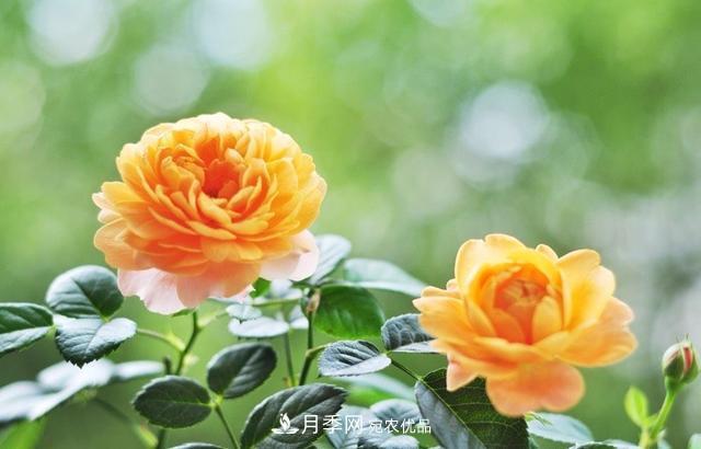 養(yǎng)月季就養(yǎng)一盆它，優(yōu)秀又勤花，好養(yǎng)不打藥，天天能看花(圖5)