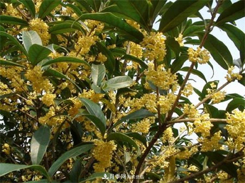 桂花香氣濃郁，但繁殖難？掌握四種方法，明年桂花開(kāi)滿園(圖1)