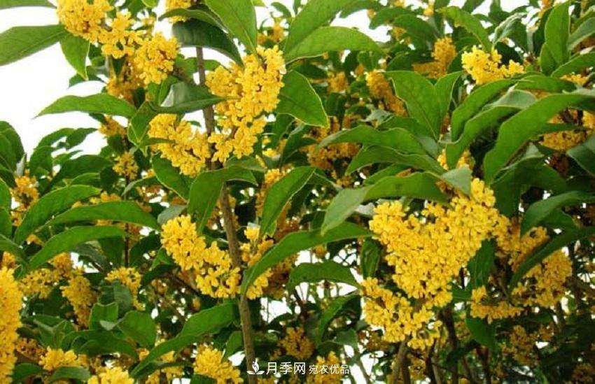 桂花香氣濃郁，但繁殖難？掌握四種方法，明年桂花開(kāi)滿園(圖3)
